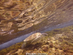 Turtle at Lagun Beach - Curaçao by Joao Batista Cabral Junior 